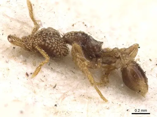 Strumigenys horvathi - CASENT0909314