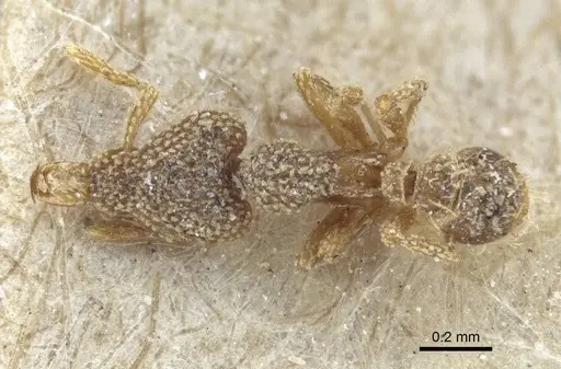 Strumigenys horvathi - CASENT0916680