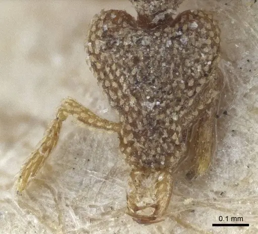 Strumigenys horvathi - CASENT0916680