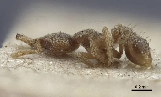 Strumigenys horvathi - CASENT0916680