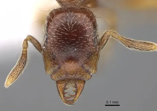 Strumigenys hubbewatyorum specimen