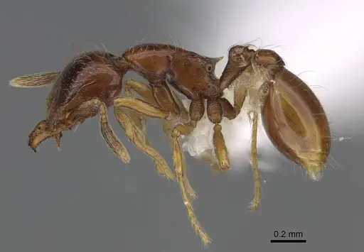 Strumigenys hubbewatyorum specimen