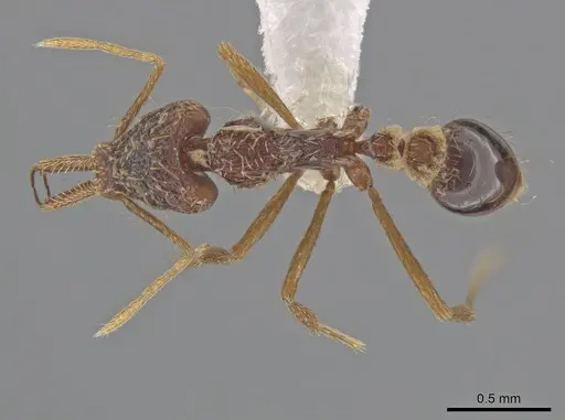 Strumigenys humata specimen