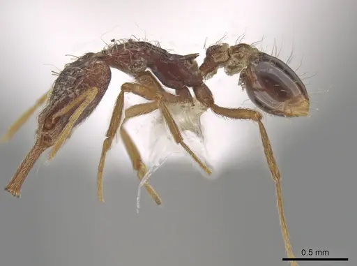 Strumigenys humata specimen