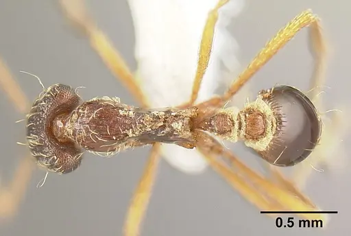 Strumigenys humata - INBIOCRI001283978