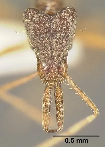 Strumigenys humata - INBIOCRI001283978