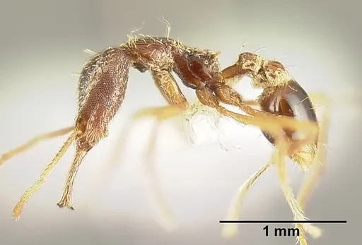 Strumigenys humata - INBIOCRI001283978