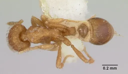 Strumigenys hyalina specimen