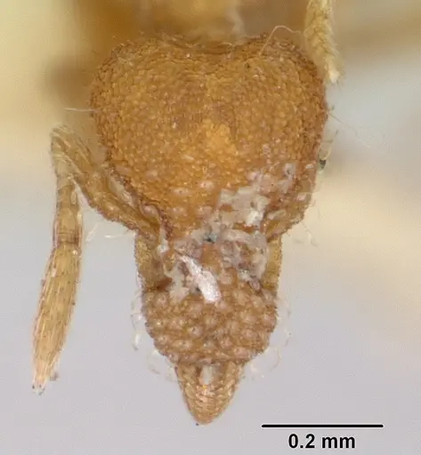 Strumigenys hyalina specimen