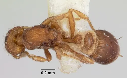 Strumigenys hyalina - CASENT0104924