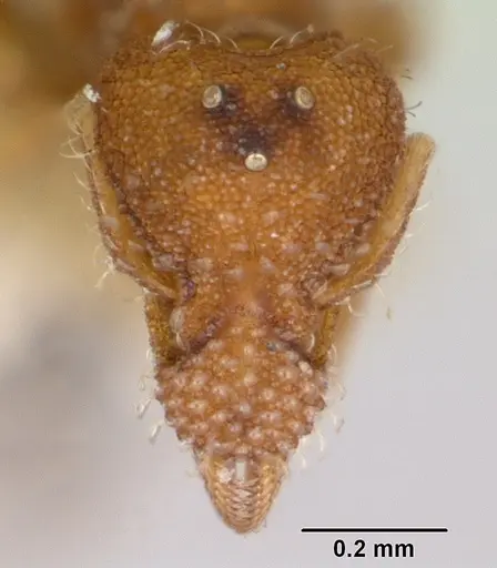 Strumigenys hyalina - CASENT0104924