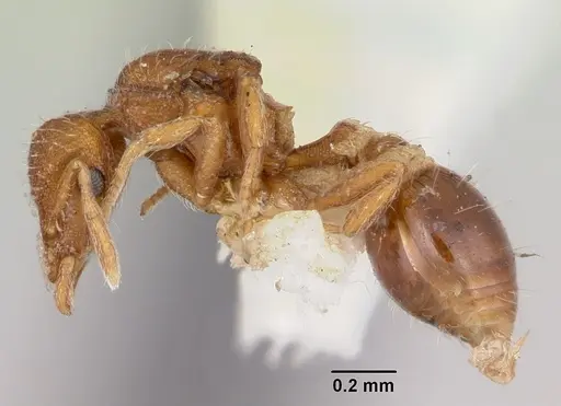 Strumigenys hyalina - CASENT0104924