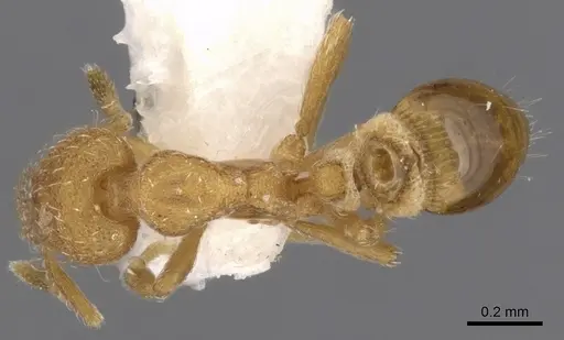 Strumigenys hyalina - CASENT0900166