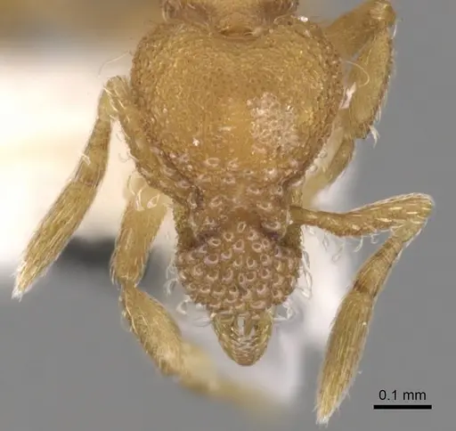 Strumigenys hyalina - CASENT0900166