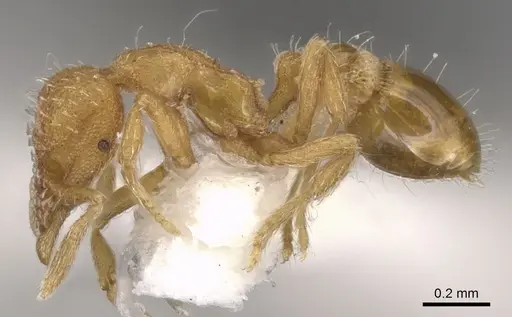 Strumigenys hyalina - CASENT0900166