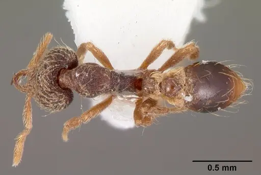 Strumigenys hypoturba specimen