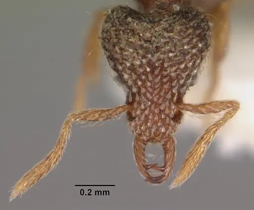 Strumigenys hypoturba specimen