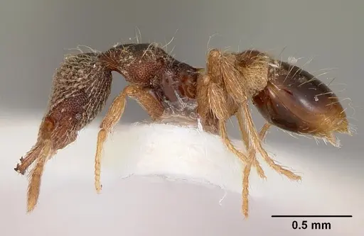 Strumigenys hypoturba specimen