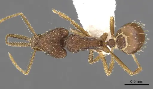 Strumigenys idiogenes specimen