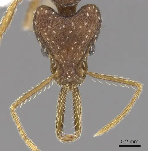 Strumigenys idiogenes specimen