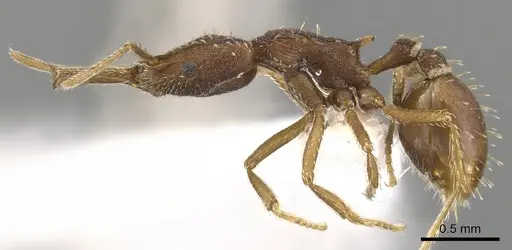 Strumigenys idiogenes specimen