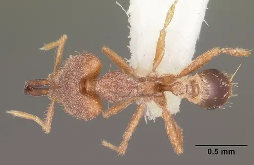 Strumigenys ignota specimen