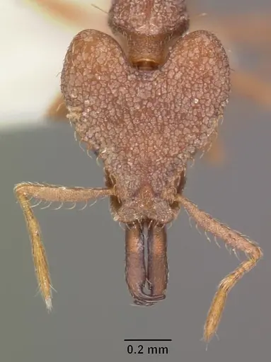Strumigenys ignota specimen