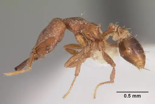 Strumigenys ignota specimen