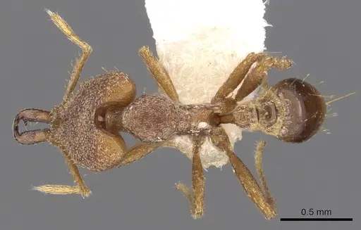 Strumigenys ignota - CASENT0900872