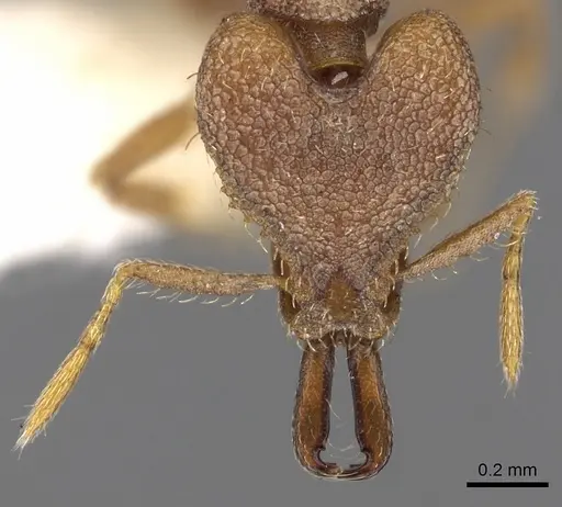 Strumigenys ignota - CASENT0900872