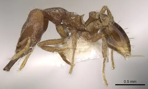 Strumigenys ignota - CASENT0900872