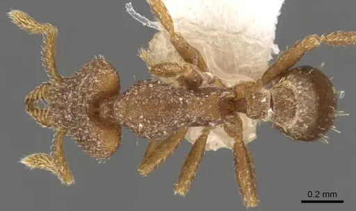 Strumigenys imantodes specimen