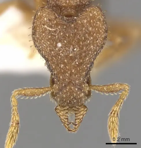 Strumigenys imantodes specimen