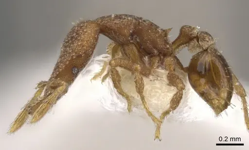 Strumigenys imantodes specimen