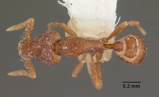 Strumigenys impidora specimen