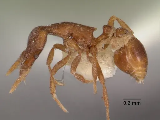 Strumigenys impidora specimen