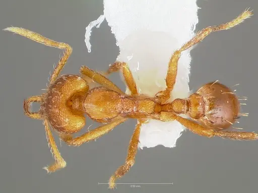 Strumigenys inatos specimen