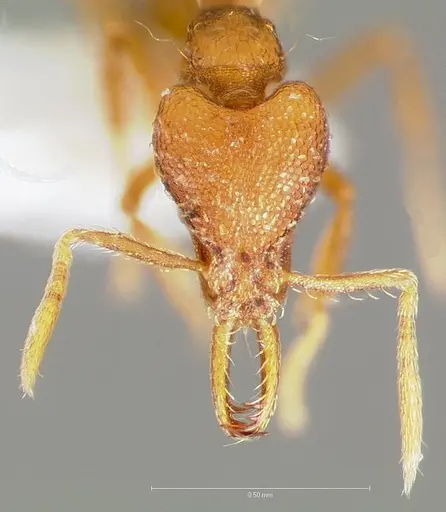 Strumigenys inatos specimen