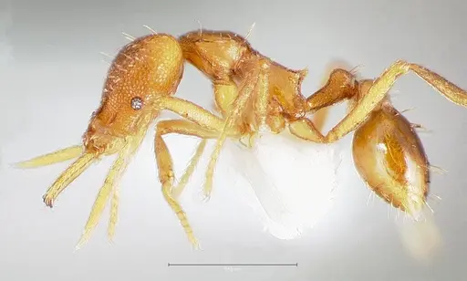Strumigenys inatos specimen