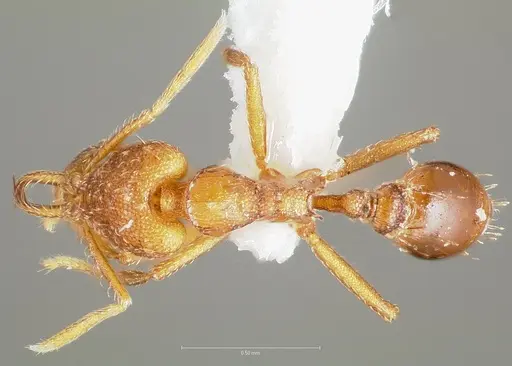 Strumigenys inatos - CASENT0005557