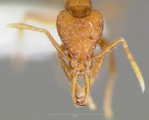 Strumigenys inatos - CASENT0005557