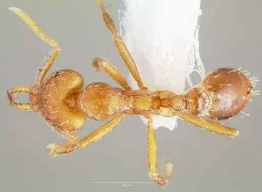 Strumigenys inatos - CASENT0005558