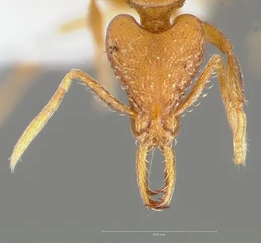 Strumigenys inatos - CASENT0005558