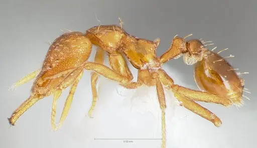 Strumigenys inatos - CASENT0005558