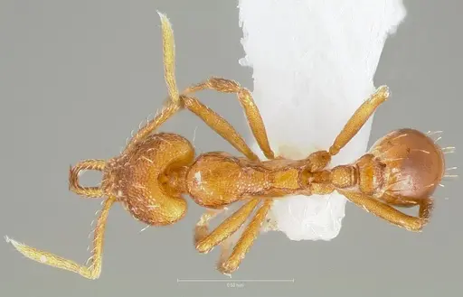 Strumigenys inatos - CASENT0005559