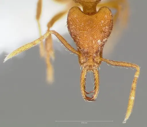 Strumigenys inatos - CASENT0005559