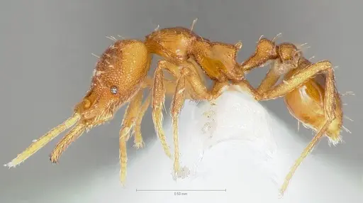 Strumigenys inatos - CASENT0005559