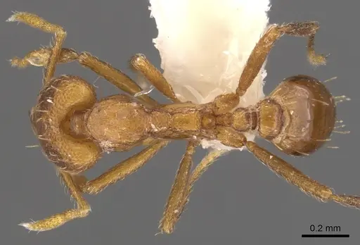 Strumigenys inatos - CASENT0900724