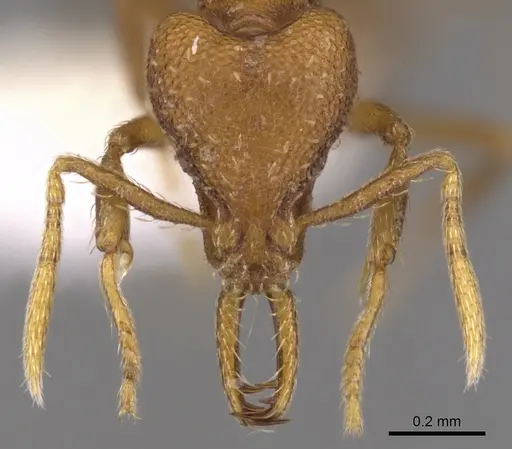 Strumigenys inatos - CASENT0900724