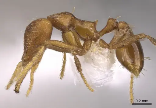 Strumigenys inatos - CASENT0900724